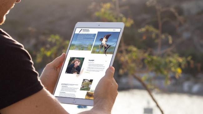 Création du site Hirondelles et Biodiversité Hauts-de-France